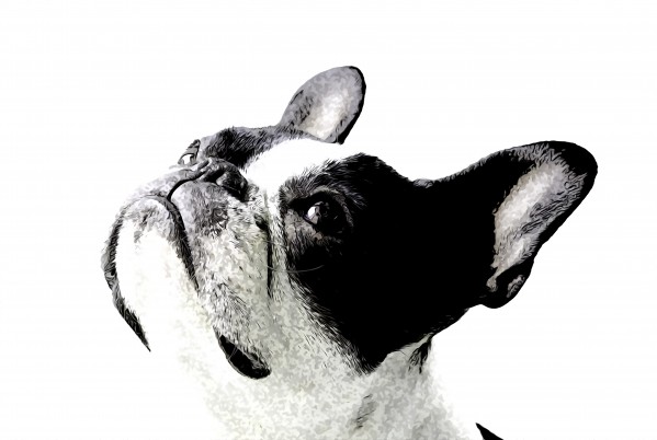 Boston Terrier by W Scott